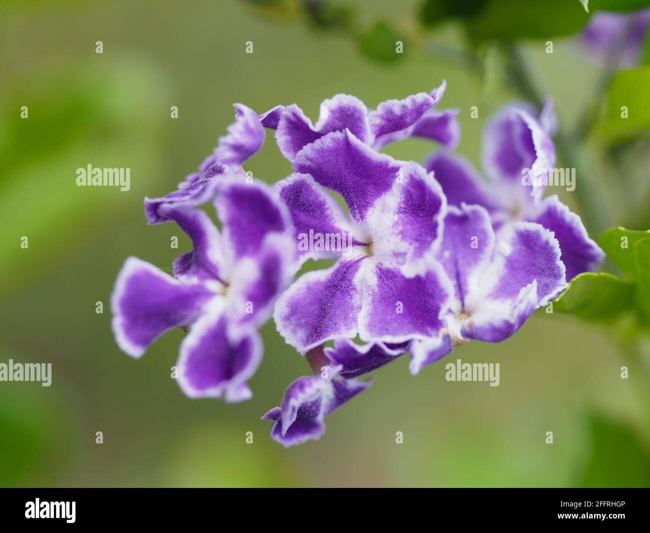 Macro photo of a stem of gorgeous rich purple with white trim Geisha Girl Flowers, Durantas repens, in the garden, blurred olive green background Stock Photo