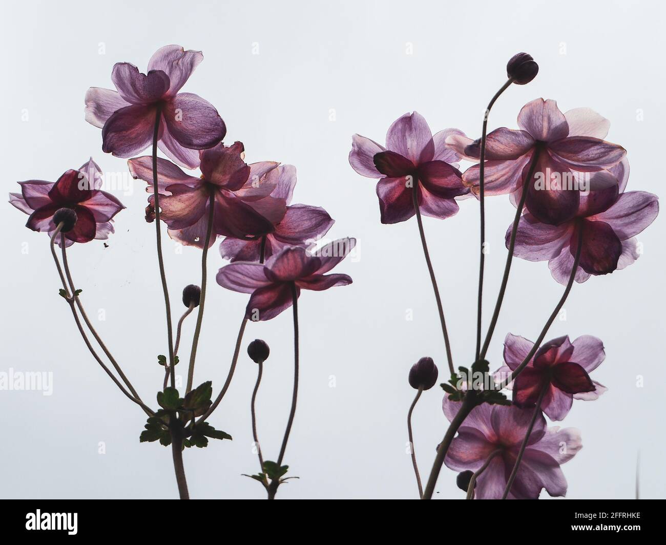 Flowers, Artistic edit of pink Japanese Windflowers underside blooming majestically in an Australian Garden. Petals almost translucent in sunlight Stock Photo