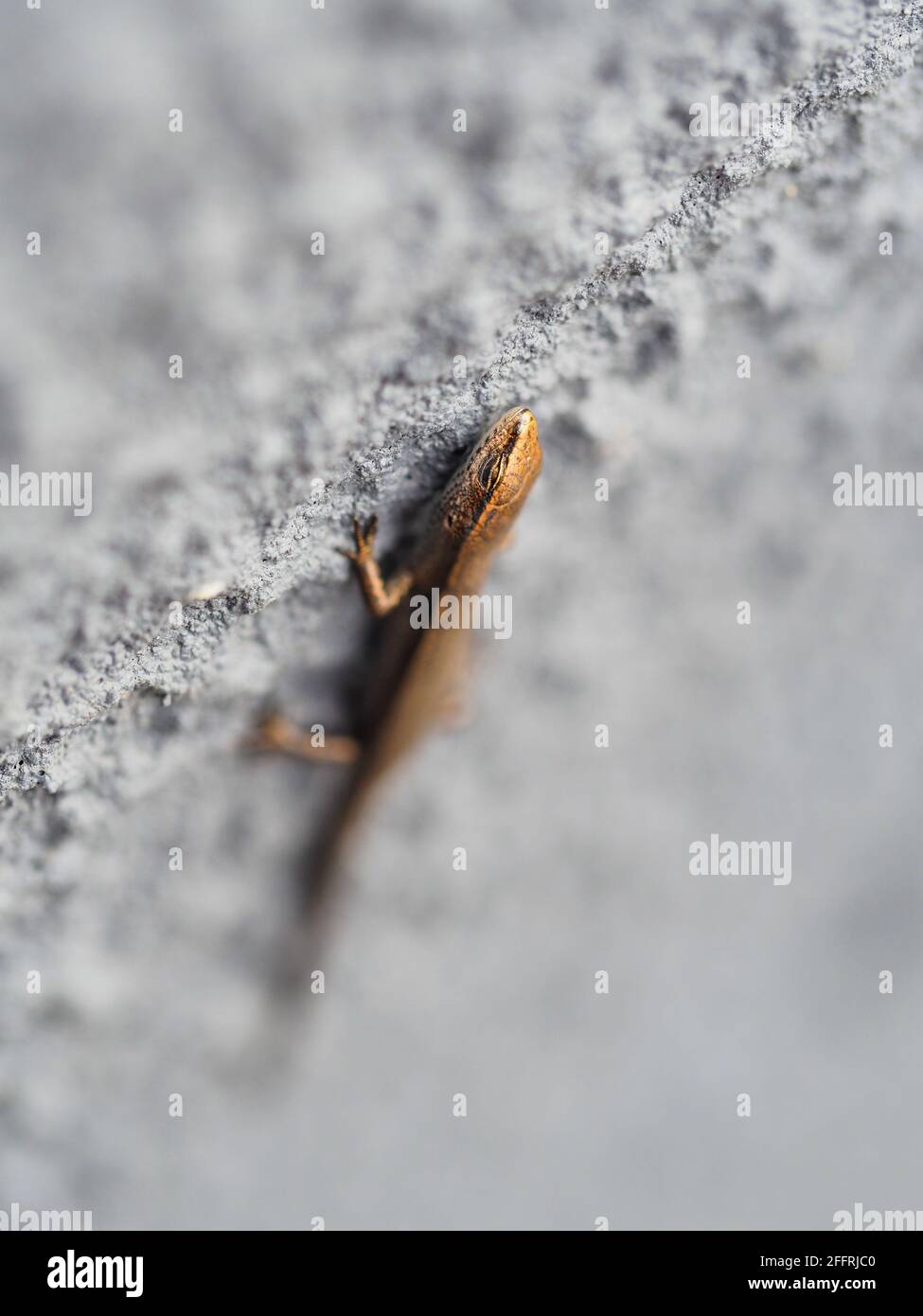 A tiny, probably young, shiny coppery coloured Garden Skink, Lampropholis guichenoti, with its eyes closed, pausing, Australian Garden. Sun loving Stock Photo
