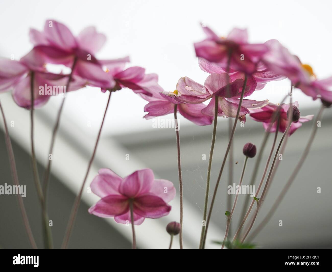 Flowers, pastel pink Japanese Windflowers almost silhouetted and translucent against the bright sky in an Australian Garden Stock Photo