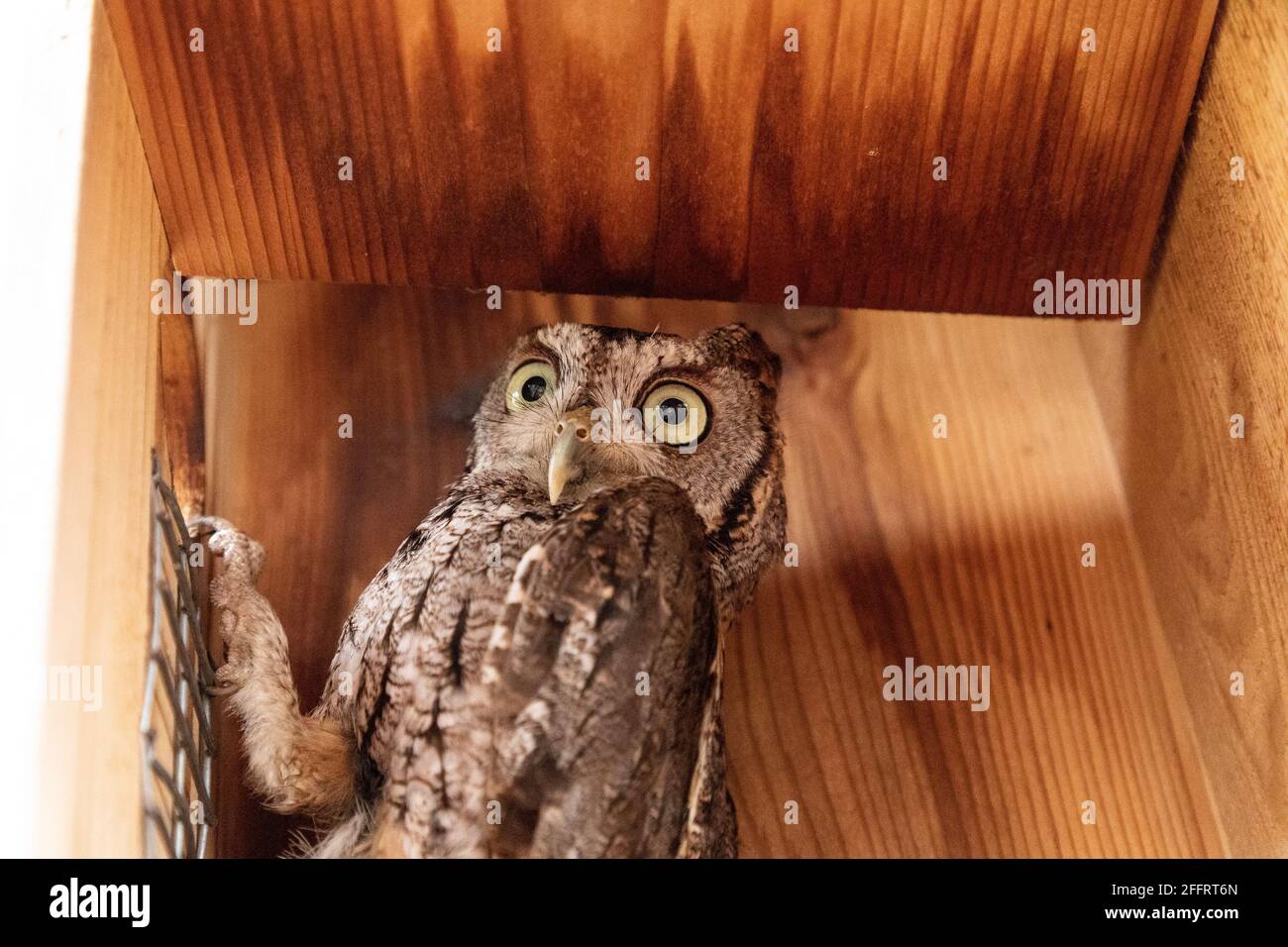 Alert female eastern screech owl Megascops asio in a nest box in Bonita