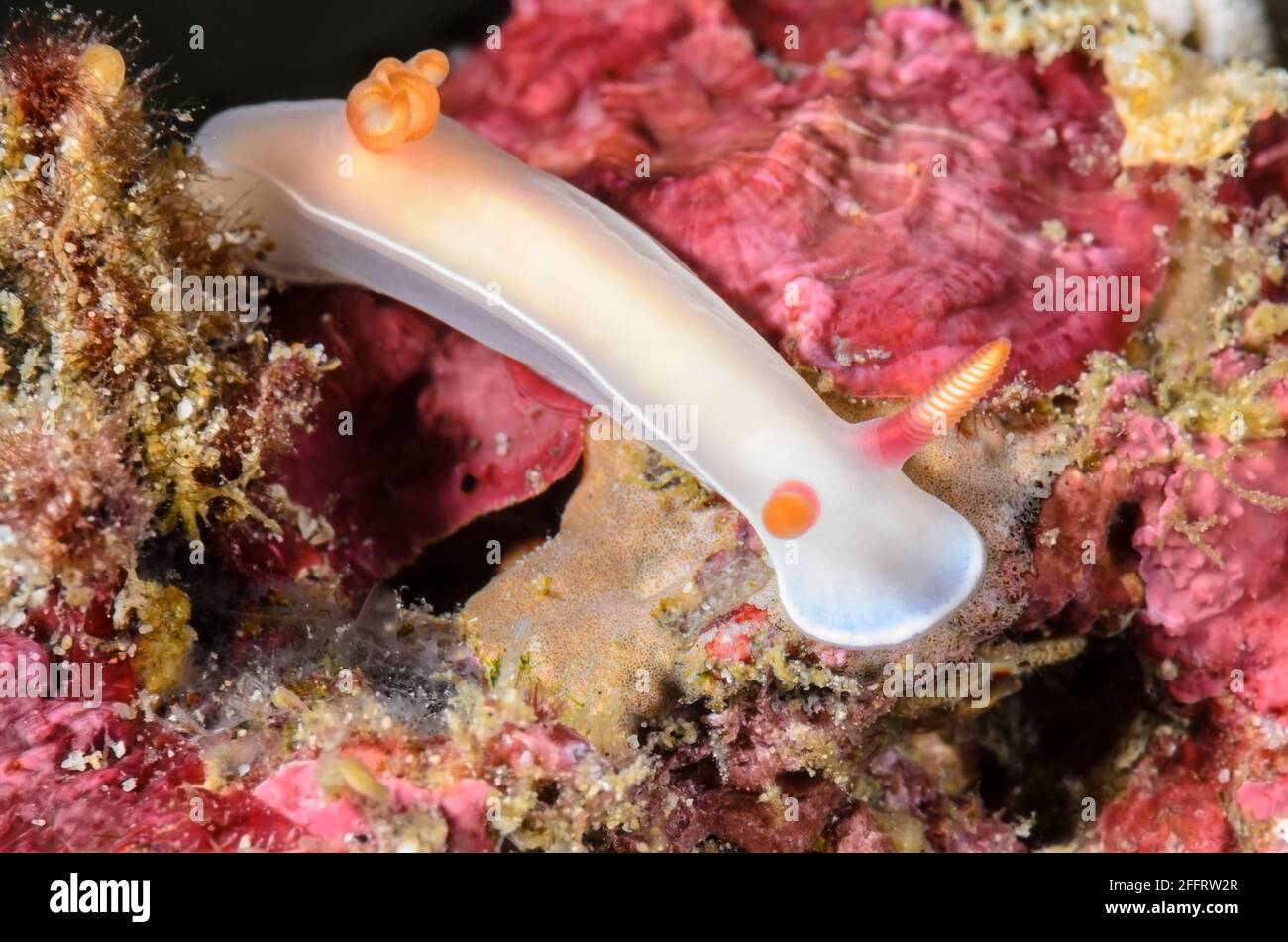 Sea slug or nudibranch, Hypselodoris bullockii, Anilao, Batangas, Philippines, Pacific Stock Photo