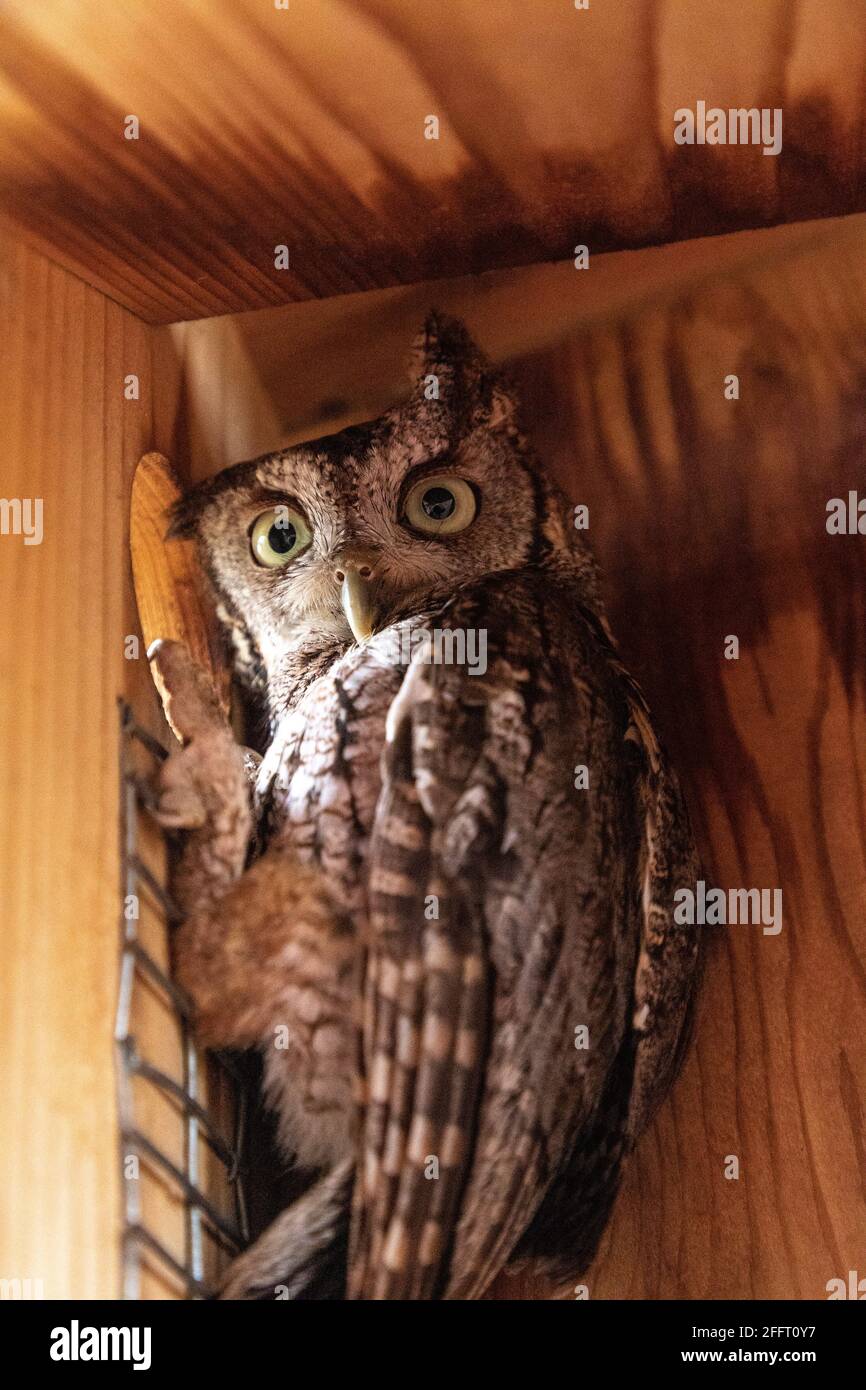 Alert female eastern screech owl Megascops asio in a nest box in Bonita
