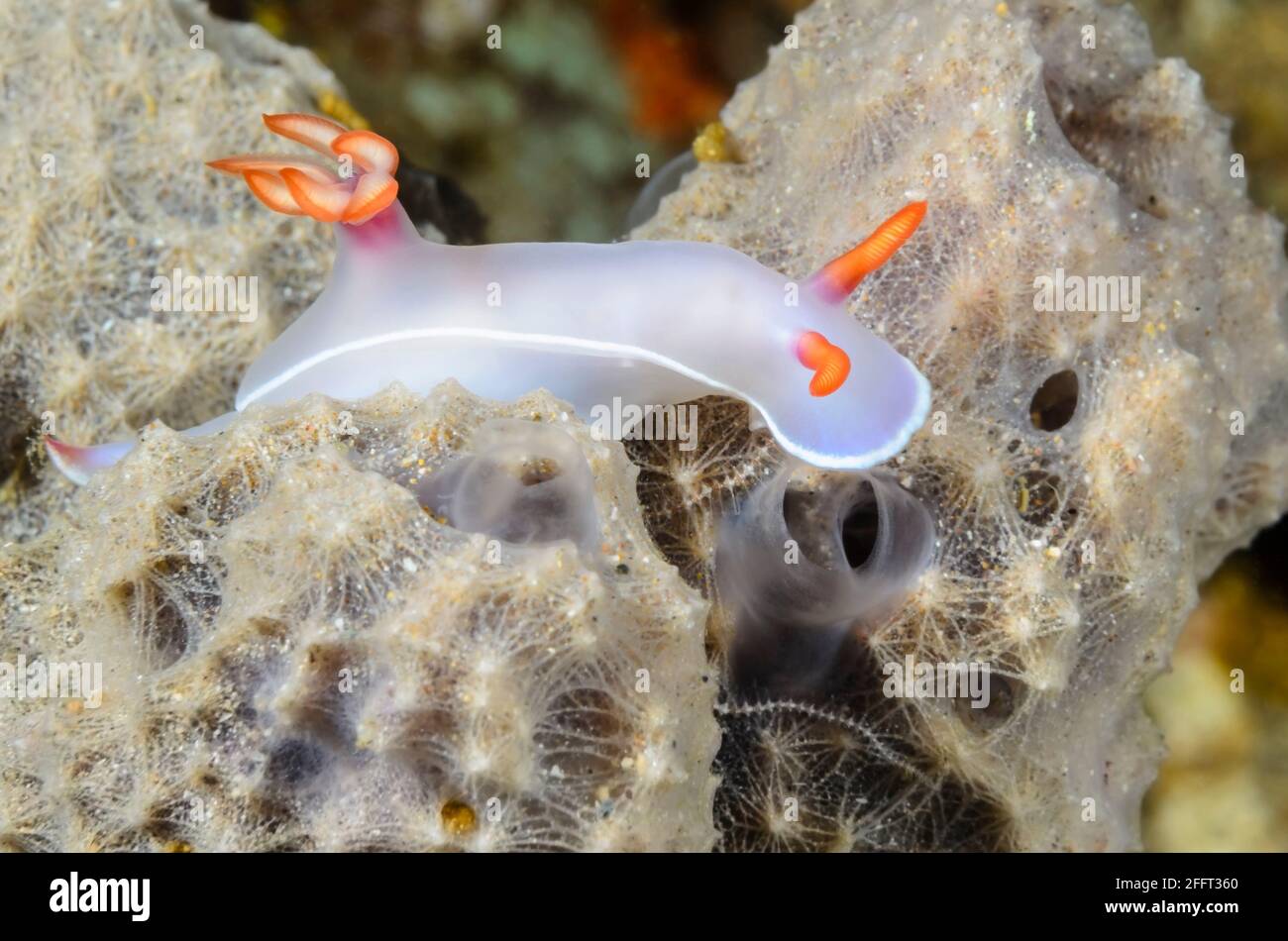 Sea Slug or Nudibranch, Hypselodoris bullockii, Anilao, Batangas, Philippines, Pacific Stock Photo