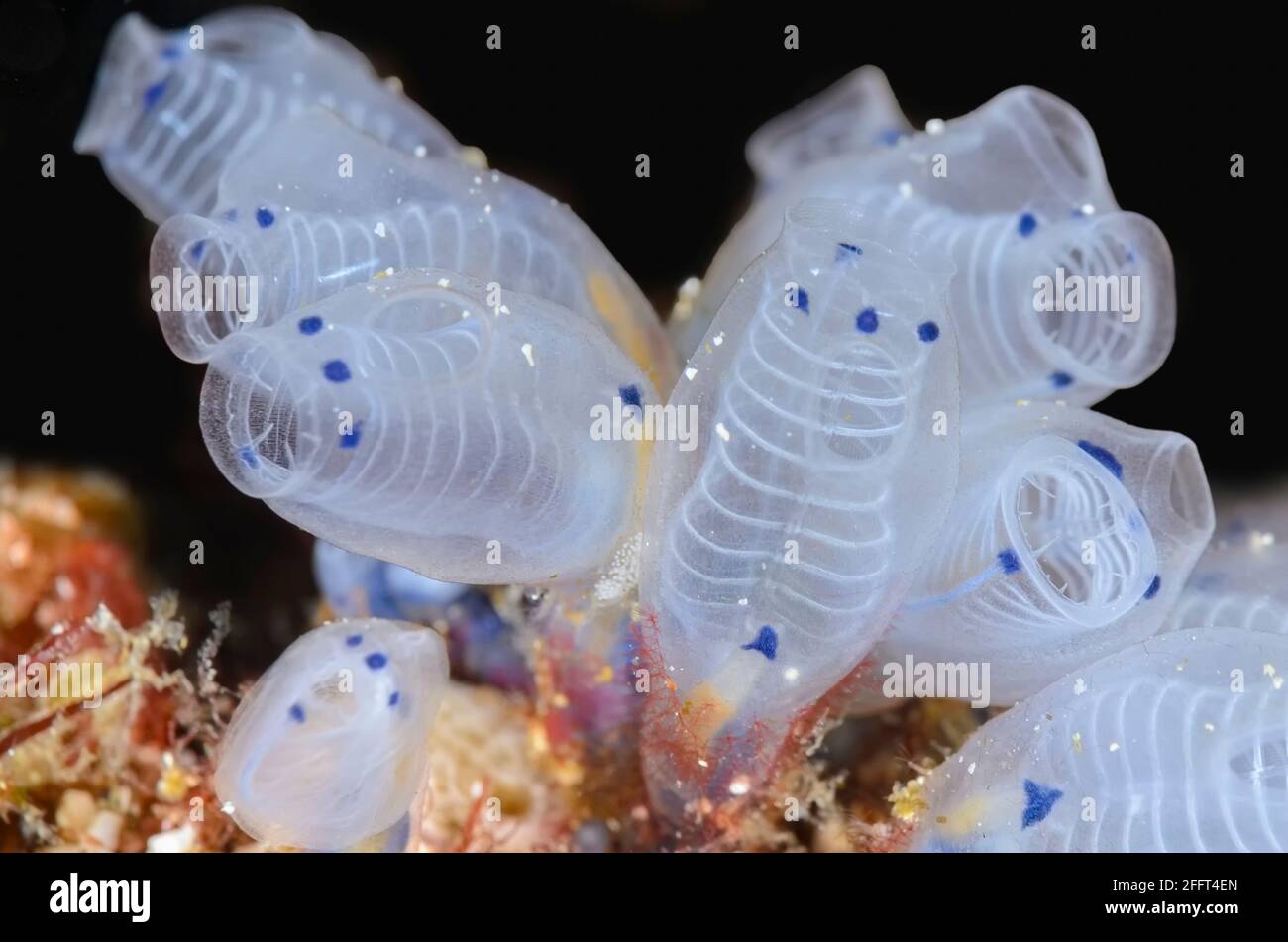 Sea squirts or tunicates, Clavellina moluccensis, Anilao, Batangas, Philippines, Pacific Stock Photo