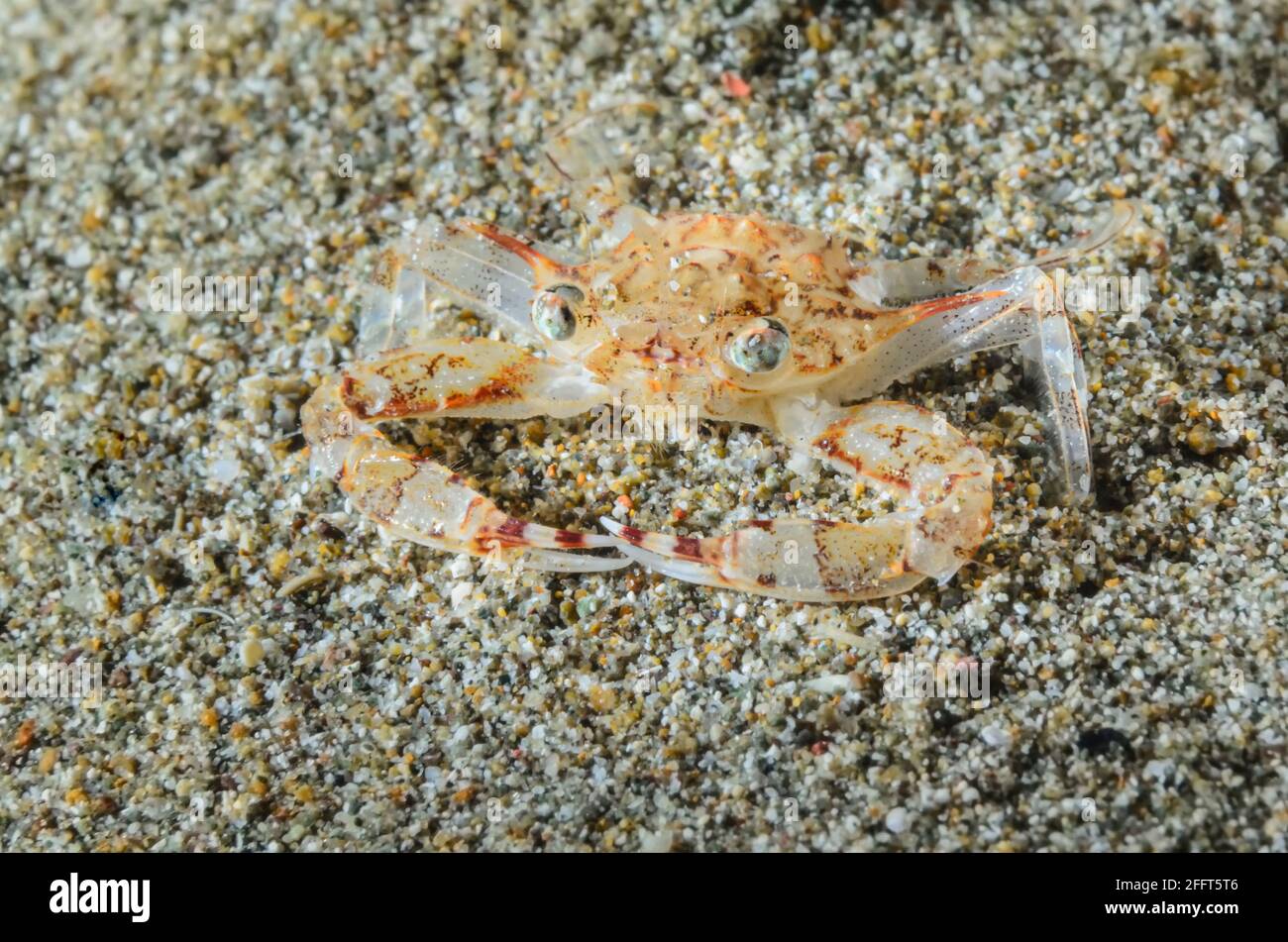 Swimming crab,  Portunus sp., Anilao, Batangas, Philippines, Pacific Stock Photo