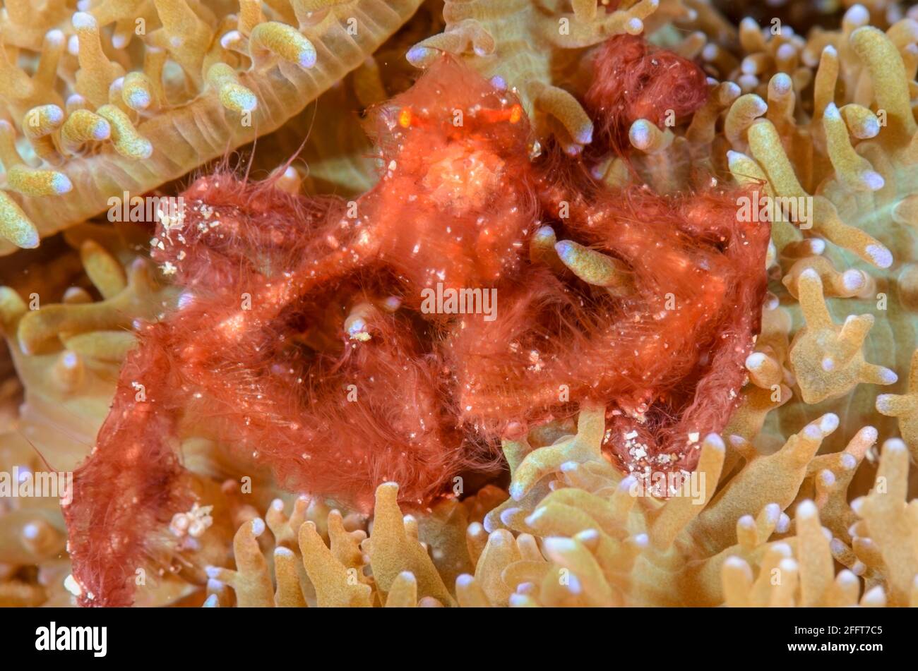 Orangutan crab, Oncinopus sp., Anilao, Batangas, Philippines, Pacific Stock Photo