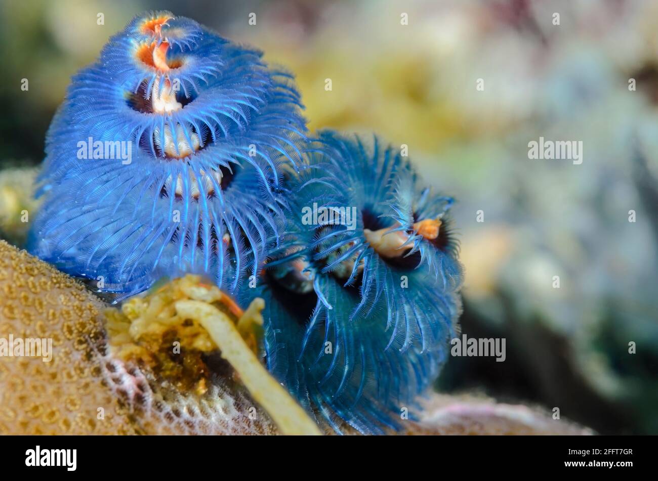 Christmas Tree Worm, Spirobranchus corniculatus, Anilao, Batangas