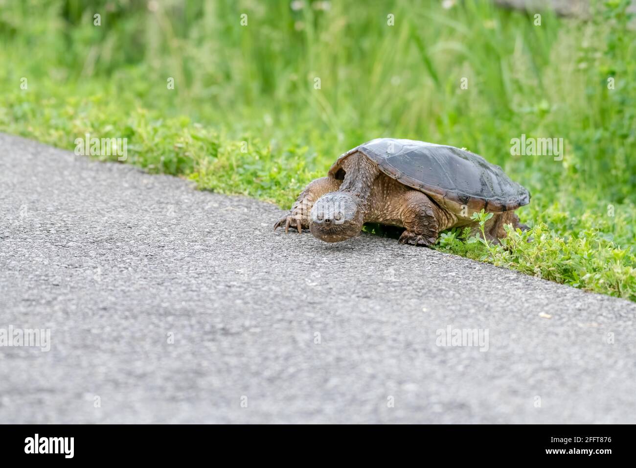Snapping turtle crossing a path in summer Stock Photo
