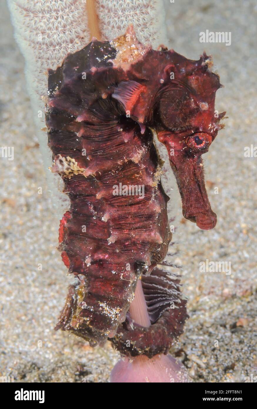Hedgehog seahorse, Hippocampus spinossimus, Anilao, Batangas, Philippines, Pacific Stock Photo