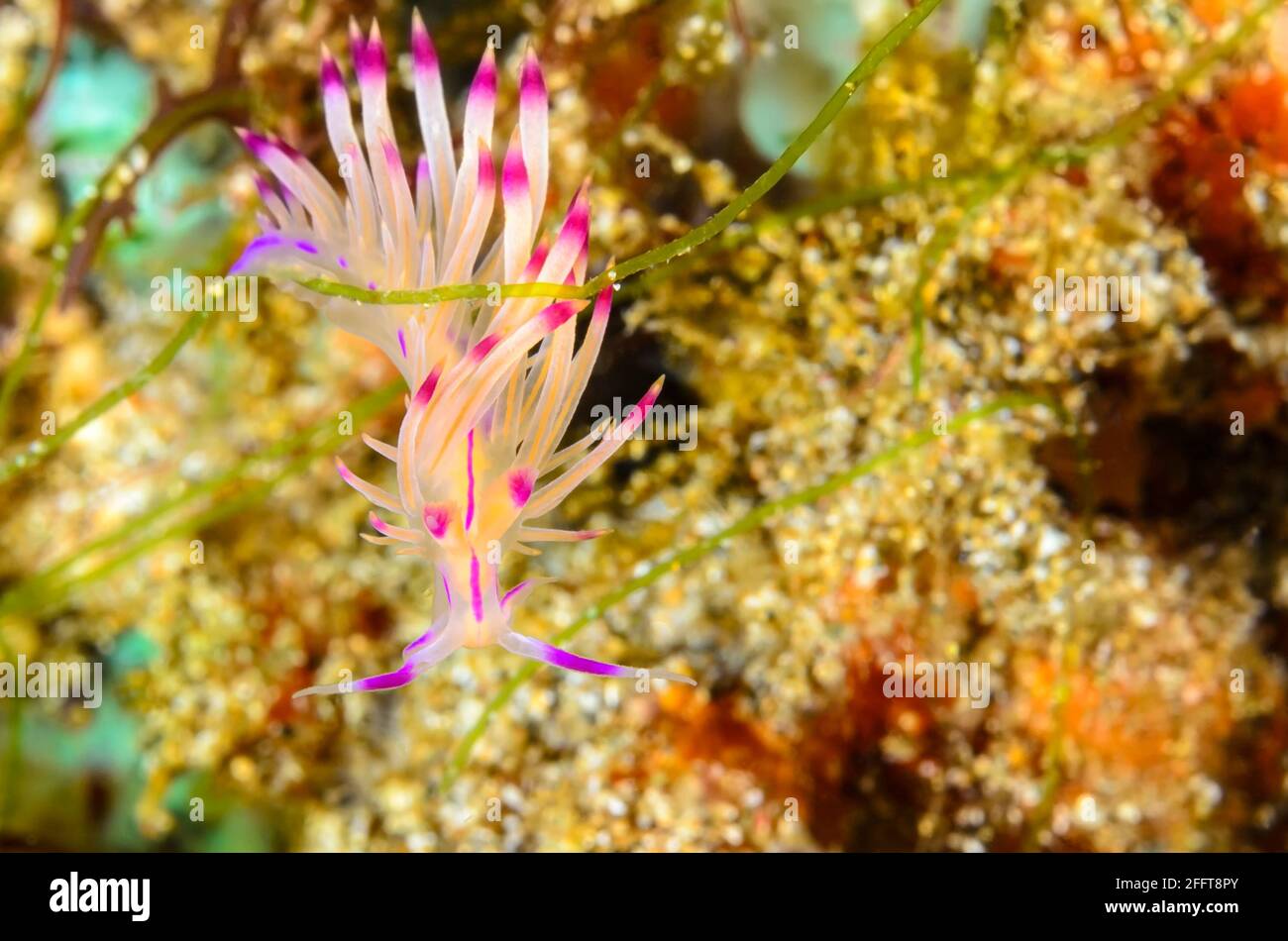 Sea Slug or Nudibranch, Coryphellina lotos, Anilao, Batangas, Philippines, Pacific Stock Photo
