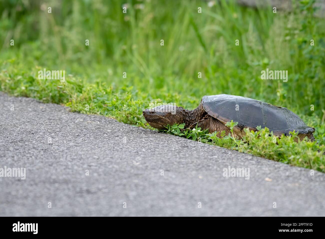 Snapping turtle about to cross a bike path after climbing uphill from a pond Stock Photo