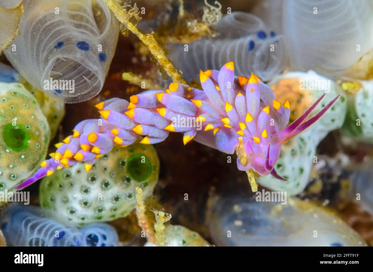 Sea slug or nudibranch, Trinchesia sibogae, Anilao, Batangas, Philippines, Pacific Stock Photo