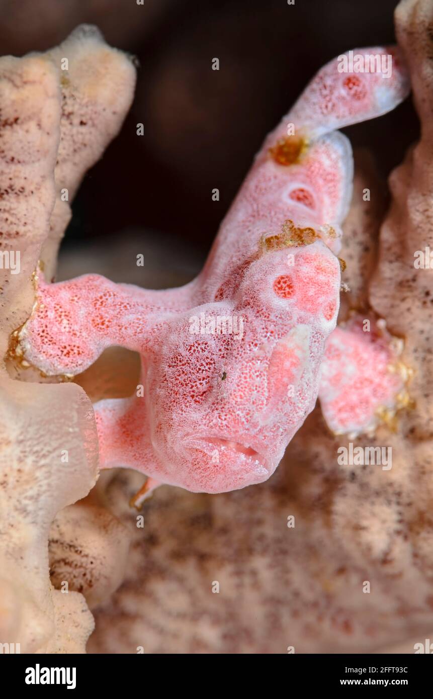 Juvenile Painted Frogfish, Antennarius pictus, mimics a rope sponge, Anilao, Batangas, Philippines, Pacific Stock Photo