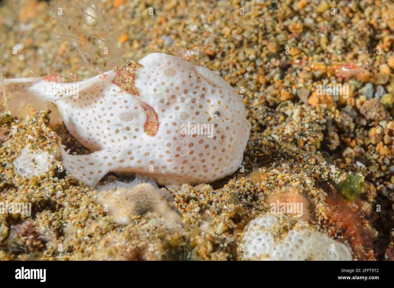 Juvenile Painted Frogfish, Antennarius pictus, mimics a colonial tunicate, Anilao, Batangas, Philippines, Pacific Stock Photo