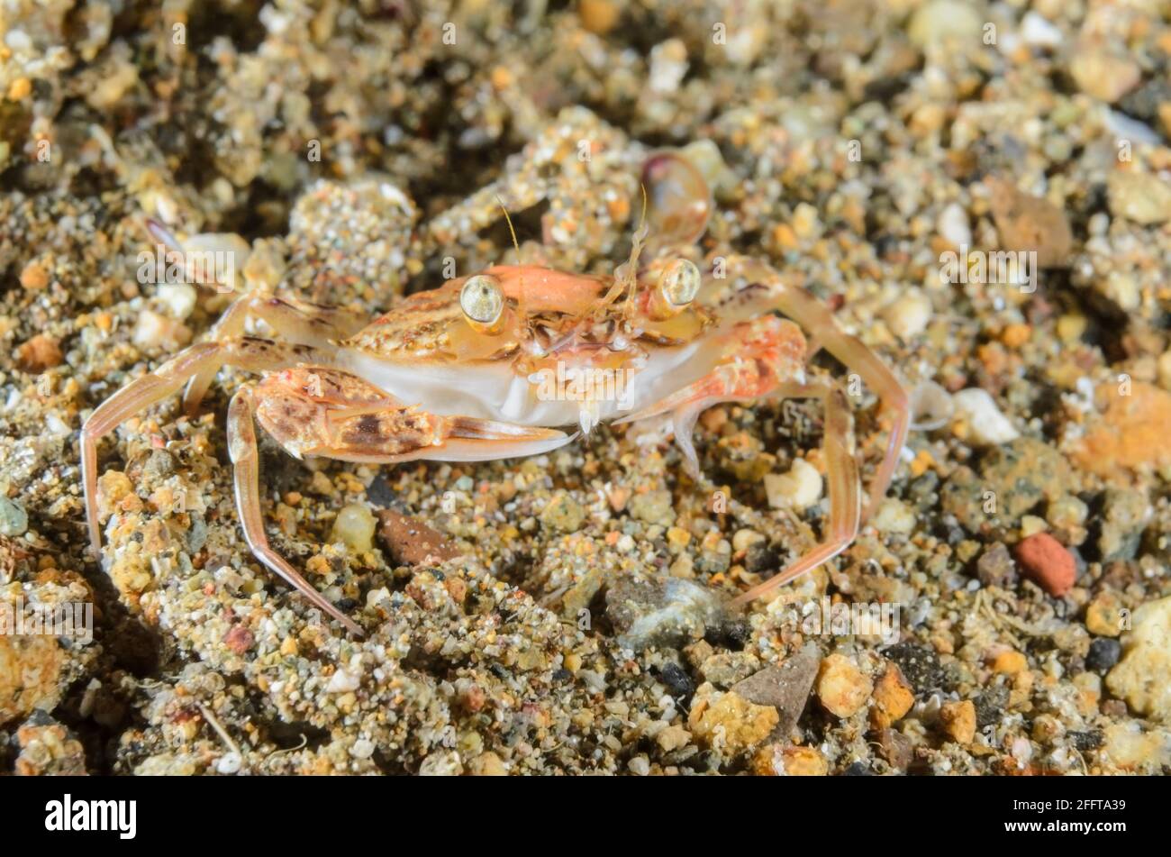 Swimming crab, Monomia sp., Anilao, Batangas, Philippines, Pacific Stock Photo