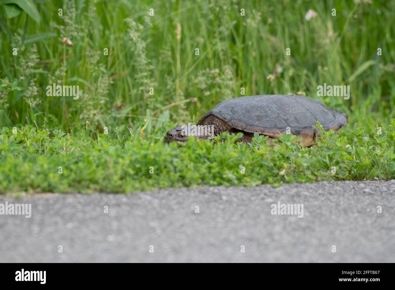 Snapping turtle walking through grass along a bike path Stock Photo