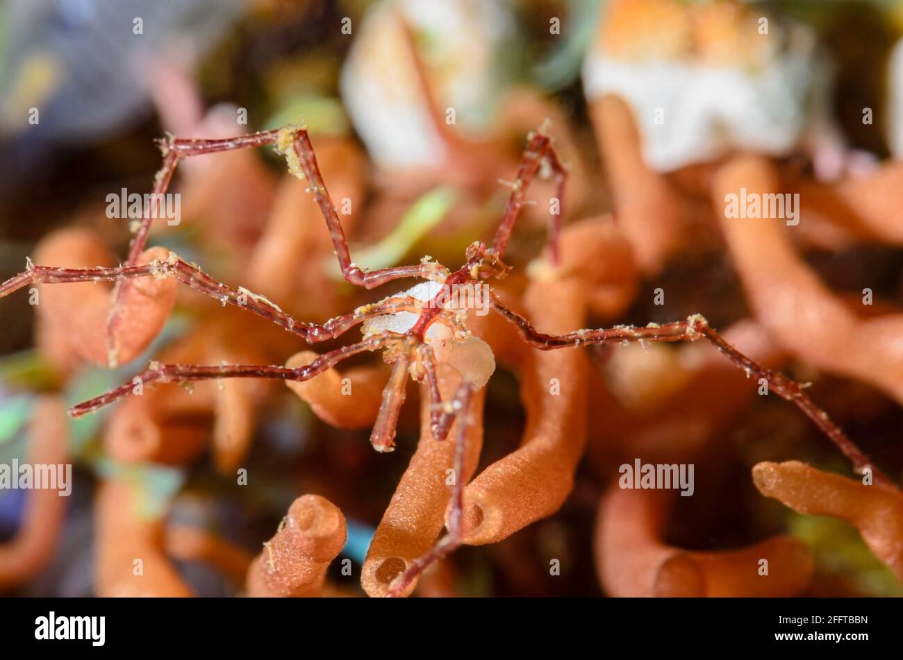 Sea Spider, Pantopoda, carrying eggs, Anilao, Batangas, Philippines, Pacific Stock Photo