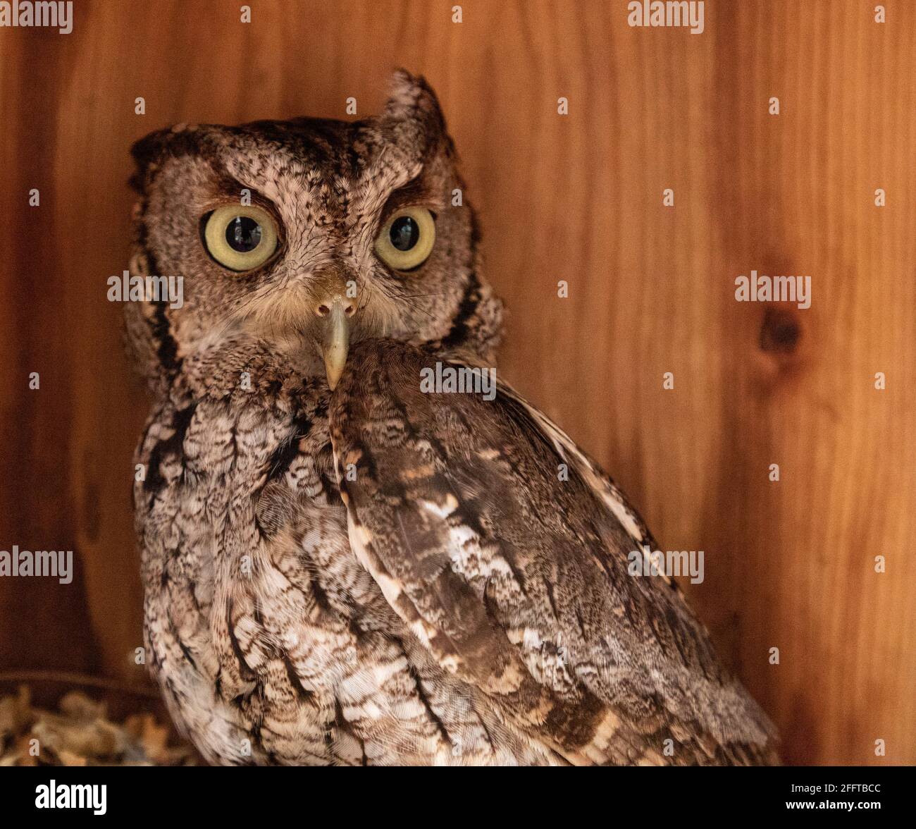 Alert female eastern screech owl Megascops asio in a nest box in Bonita