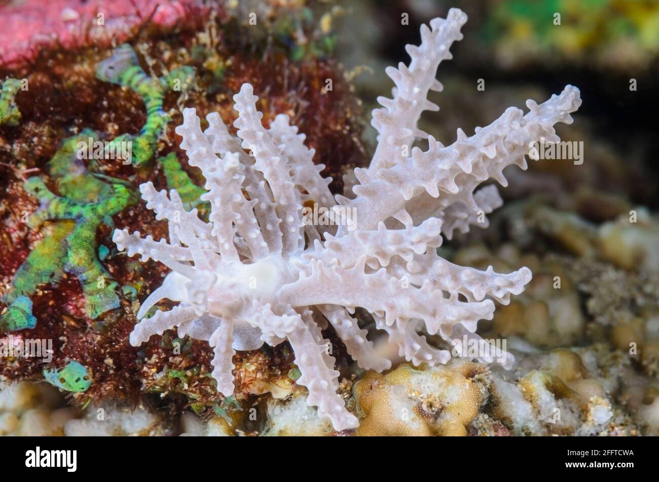 Sea slug or nudibranch, Phyllodesmium pinnatum, Anilao, Batangas, Philippines, Pacific Stock Photo