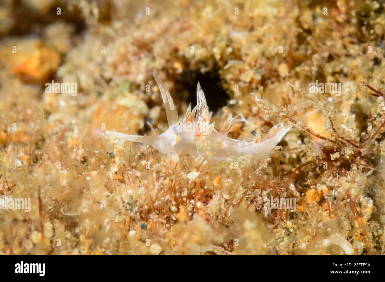 Sea slug or nudibranch, Cratena sp., Anilao, Batangas, Philippines, Pacific Stock Photo