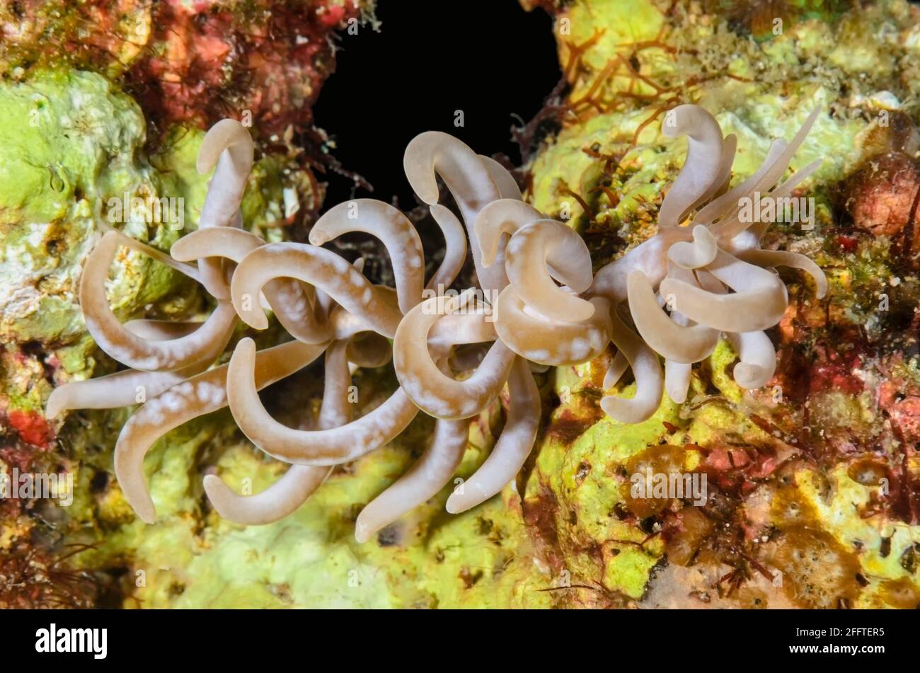 Sea slug or nudibranch, Phyllodesmium colemani, Anilao, Batangas, Philippines, Pacific Stock Photo