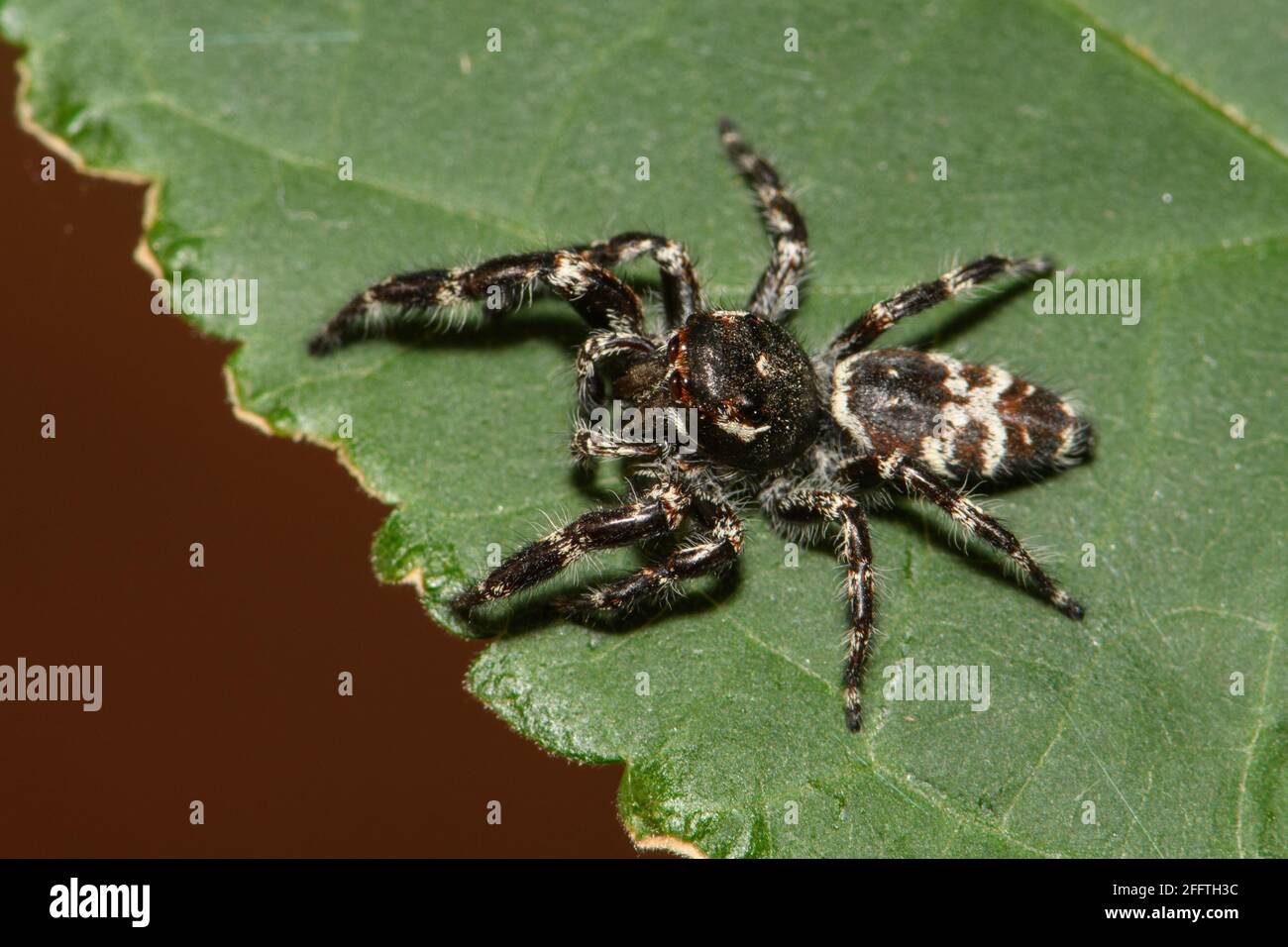 Superb Jumping Spider. Stock Photo