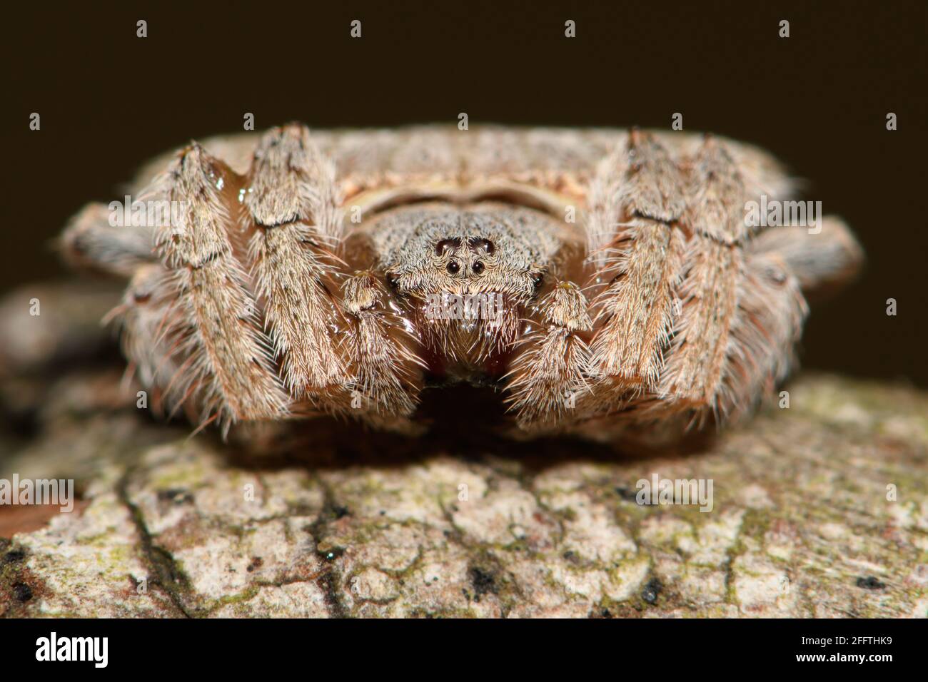 Wrap Around Spider on branch. Stock Photo