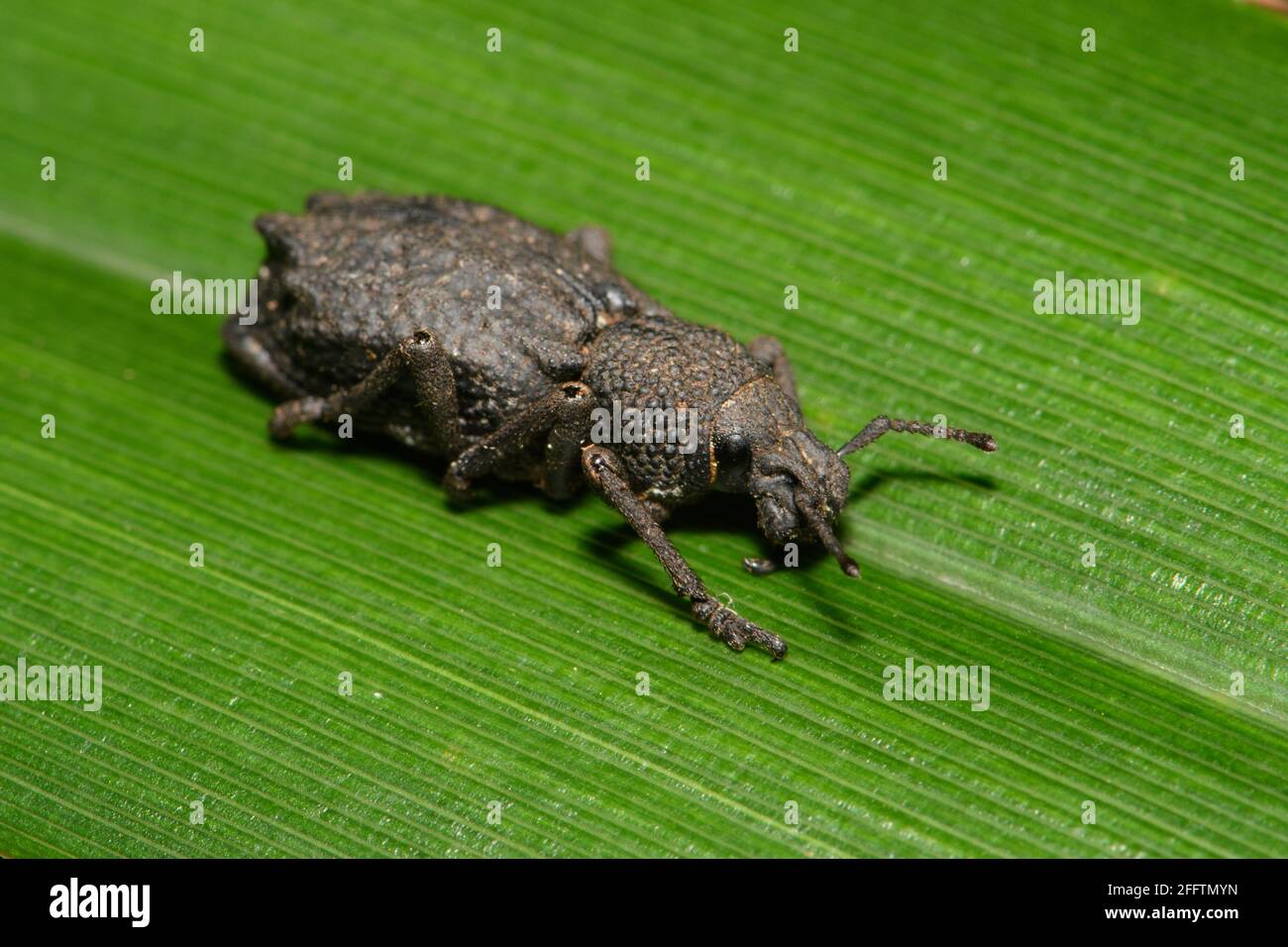 Weevil on Flax Lily leaf. Stock Photo