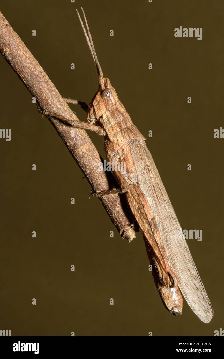 Bark-mimicking Grasshopper. Stock Photo