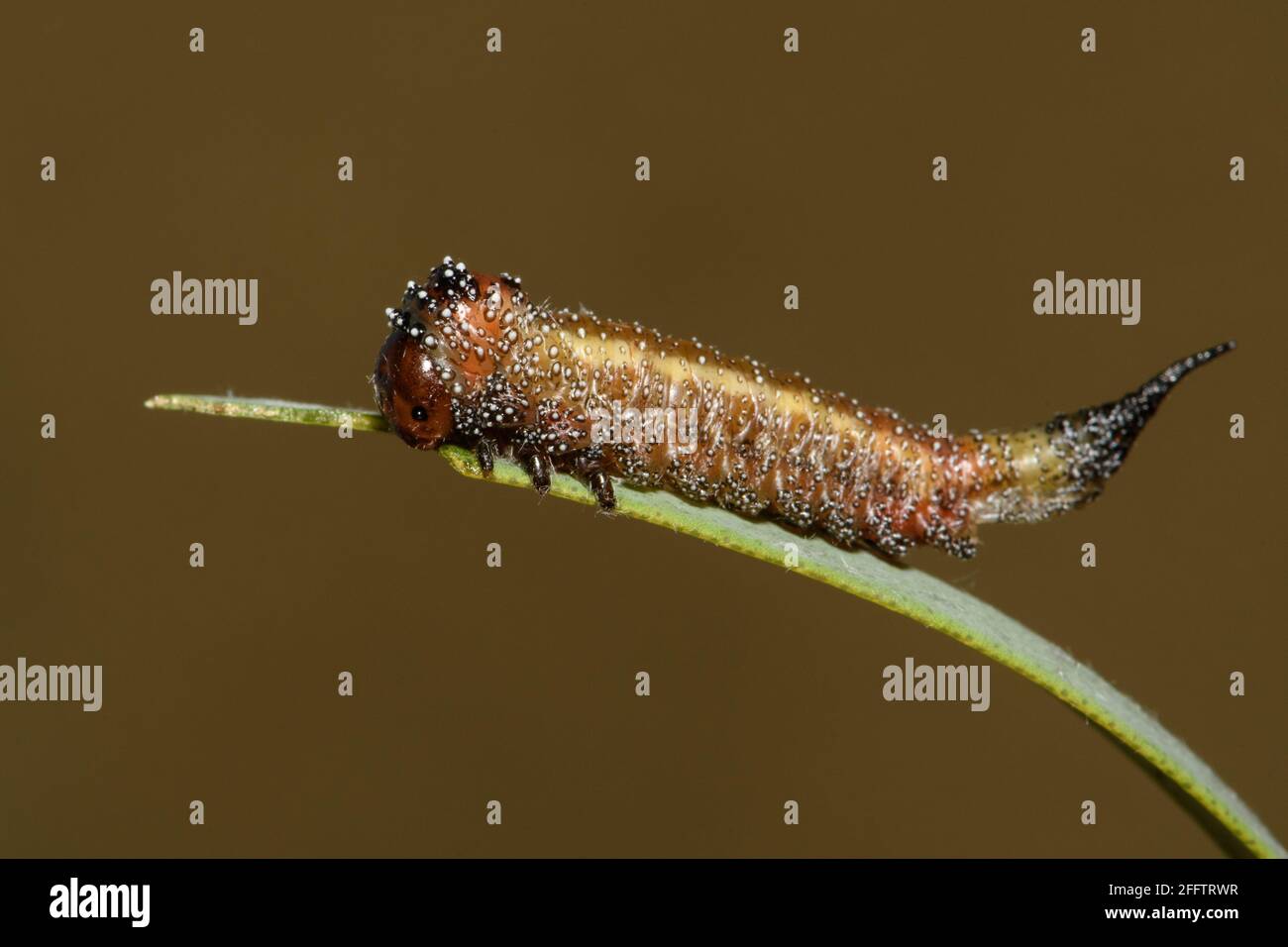 Bottlebrush Sawfly larvae on Melaleuca leaf. Stock Photo
