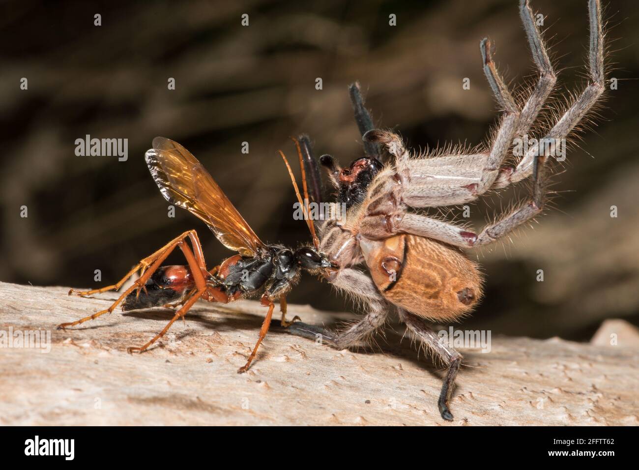 Spider wasp hauling Mountain Huntsman. Stock Photo