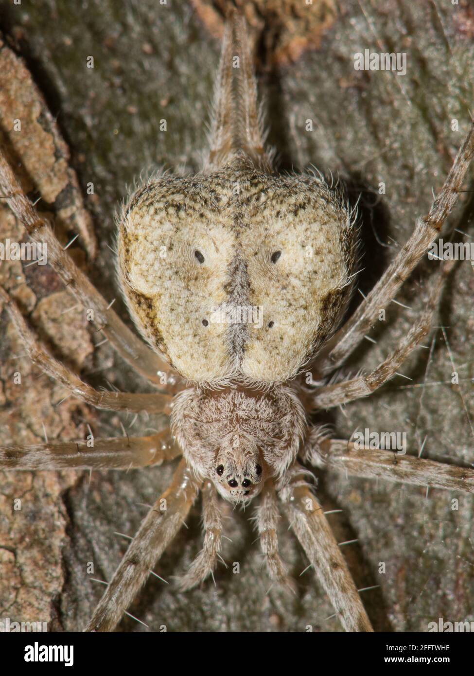 Two-tailed Spider, close up. Stock Photo