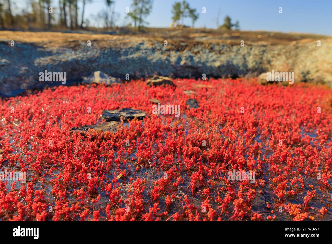 Diamorpha flowers in bloom on a mountainside in Georgia. Stock Photo