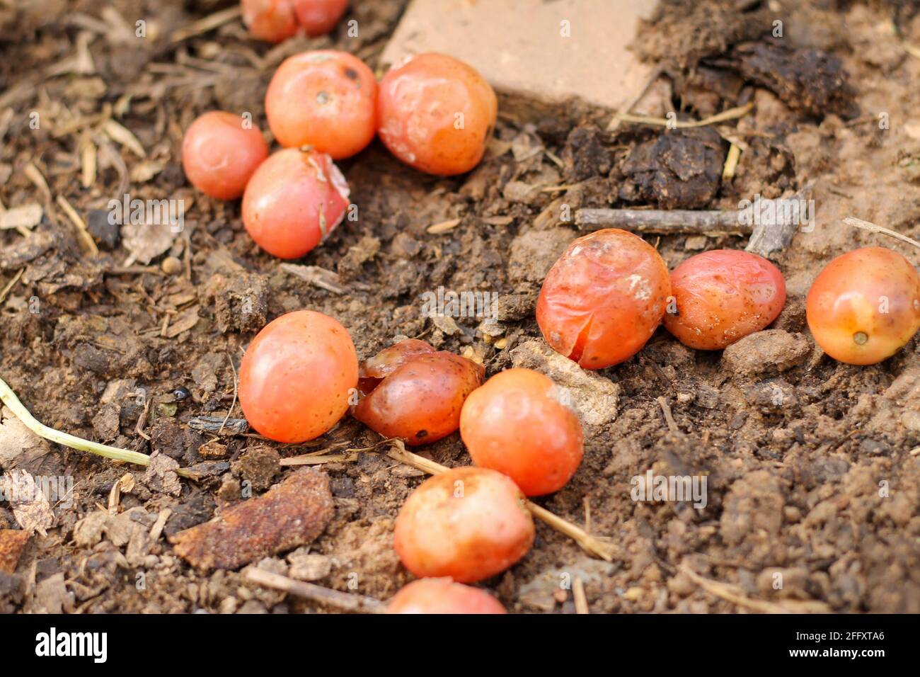 Rotten tomatoes are dropped into the ground in the garden to allow the seeds to germinate. Stock Photo