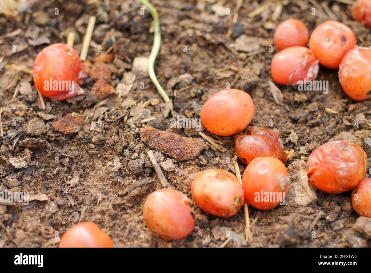 Rotten tomatoes are dropped into the ground in the garden to allow the seeds to germinate. Stock Photo