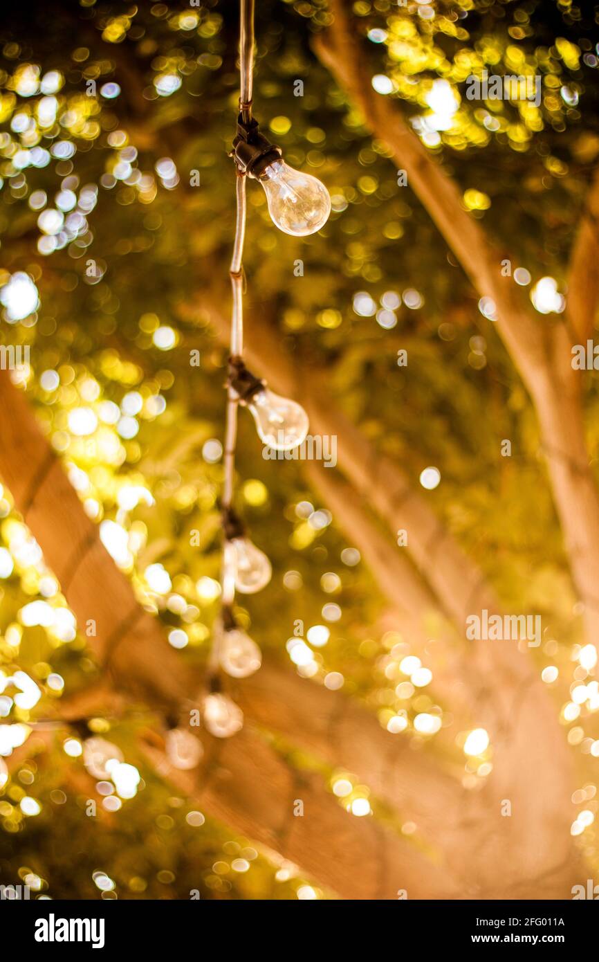 tree with patio lights Stock Photo Alamy