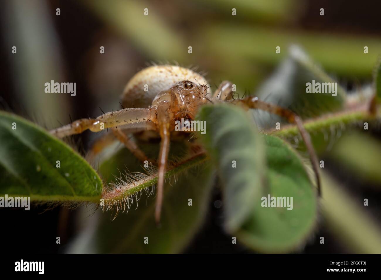 Grass Neoscona Spider of the species Neoscona moreli Stock Photo