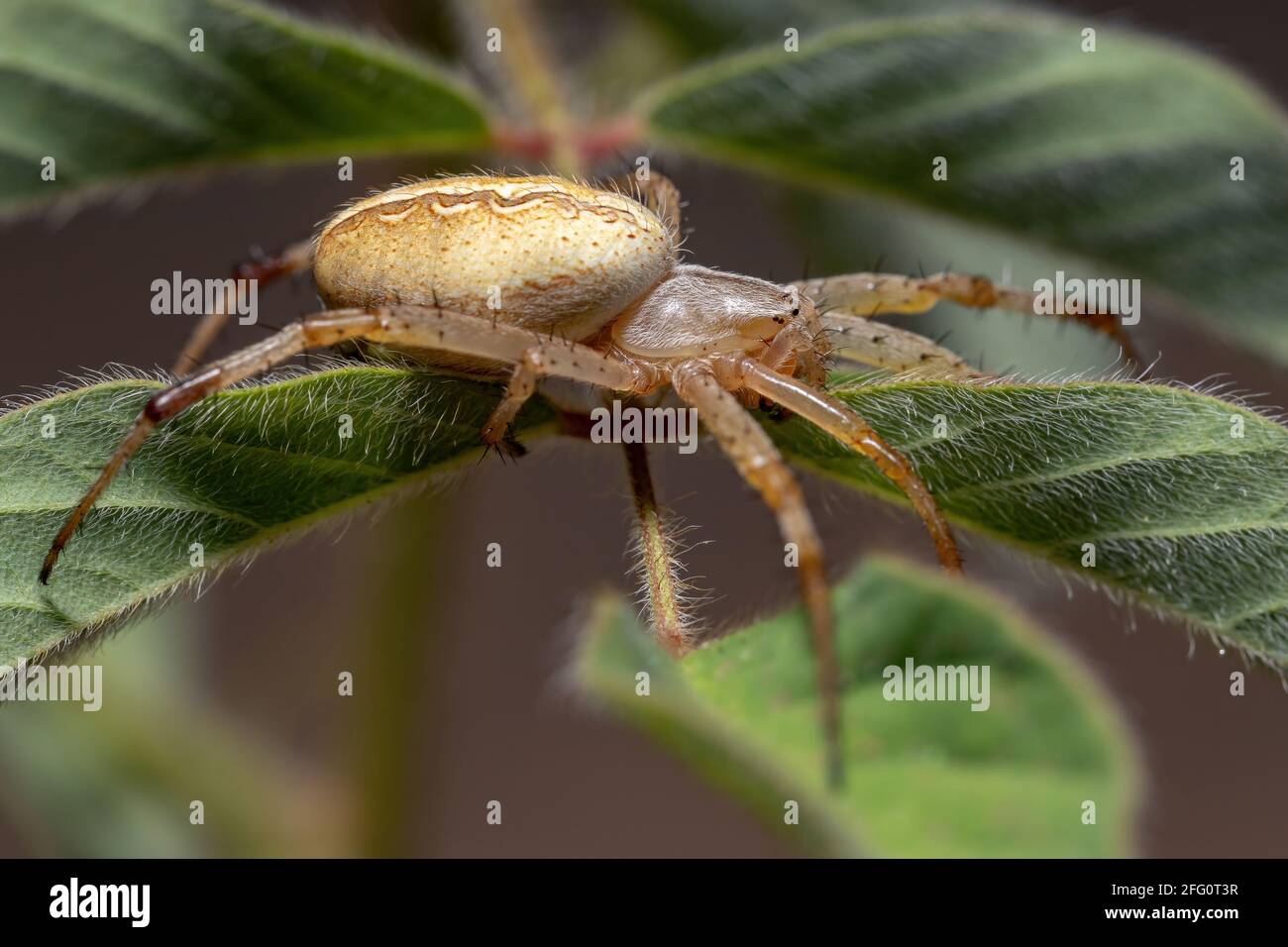 Grass Neoscona Spider of the species Neoscona moreli Stock Photo