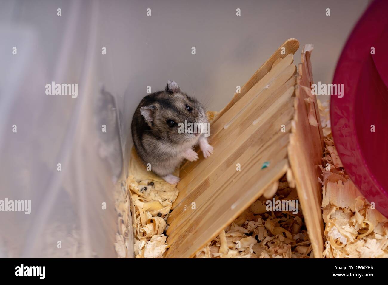 Campbell's dwarf hamster of the species Phodopus campbelli with ...
