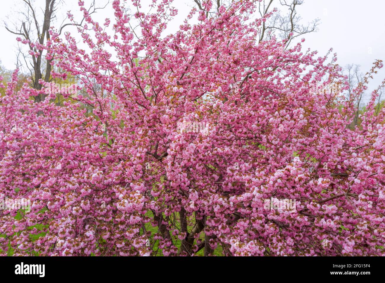 Sakura lovely Japan cherry blossom close up spring flower Stock Photo ...