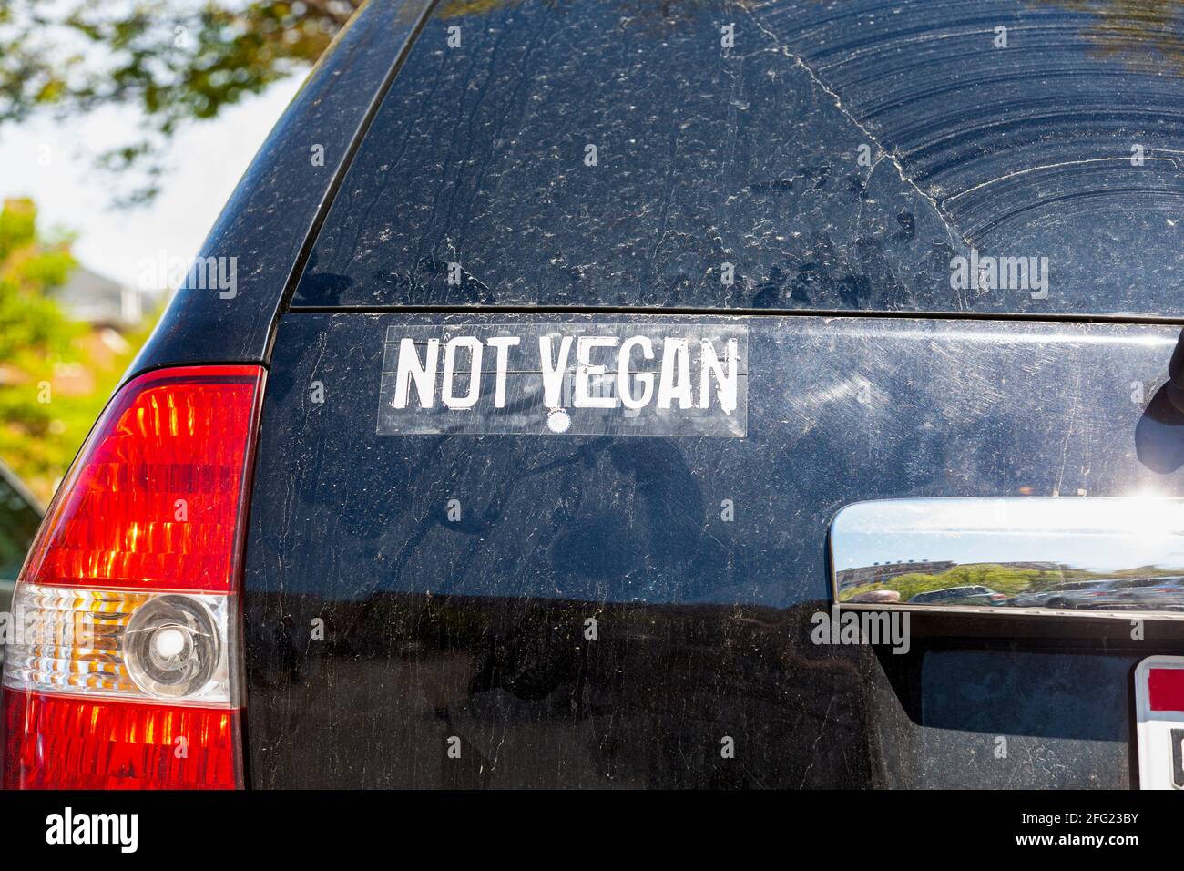 Funny car sticker on the back of an SUV that says " Not Vegan ". A way to express anti-vegan argument, love of eating animal products or a protest aga Stock Photo