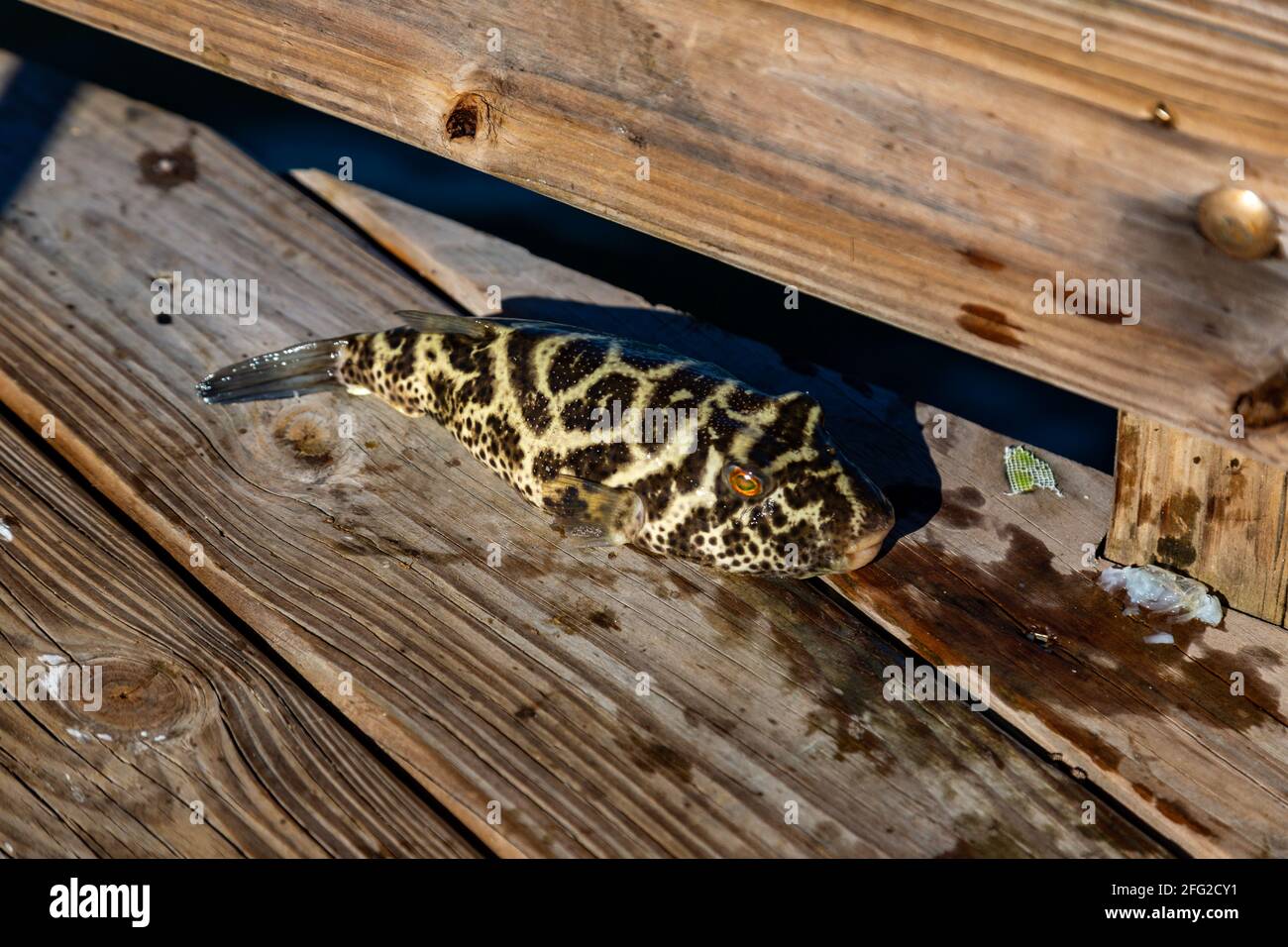 A puffer fish lies on the deck after being pulled from the St. Lucie River at Twin Rivers Park in Port Salerno, Florida, USA. Stock Photo