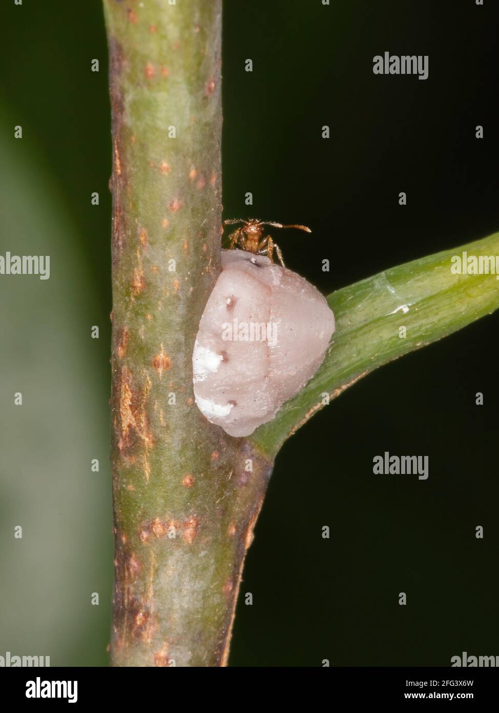 Tortoise Scales insects of the Family Coccidae Stock Photo
