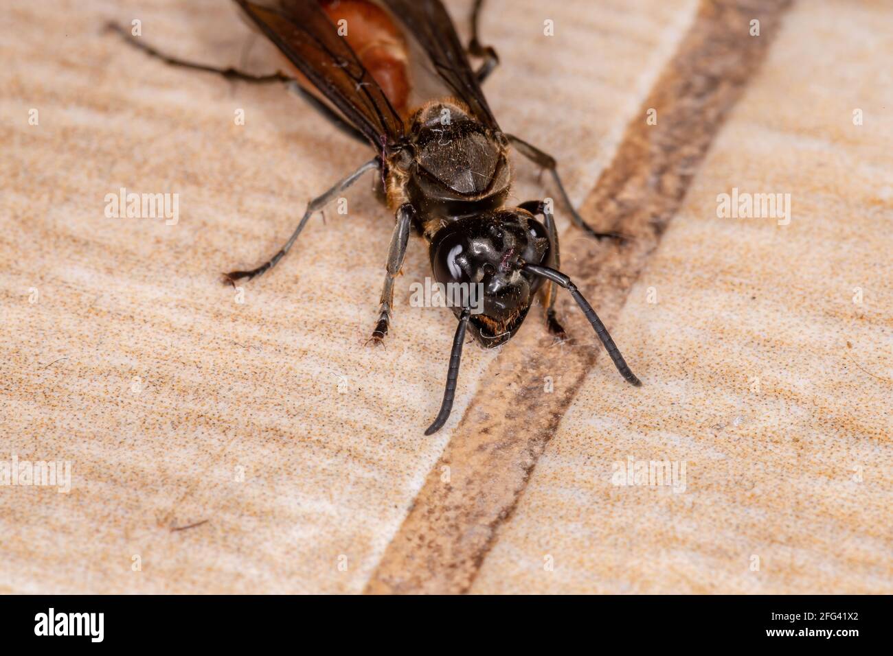 Long-waisted Honey Wasp of the species Polybia dimidiata Stock Photo