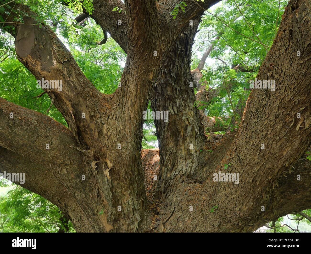 Monkey pod tree hires stock photography and images Alamy