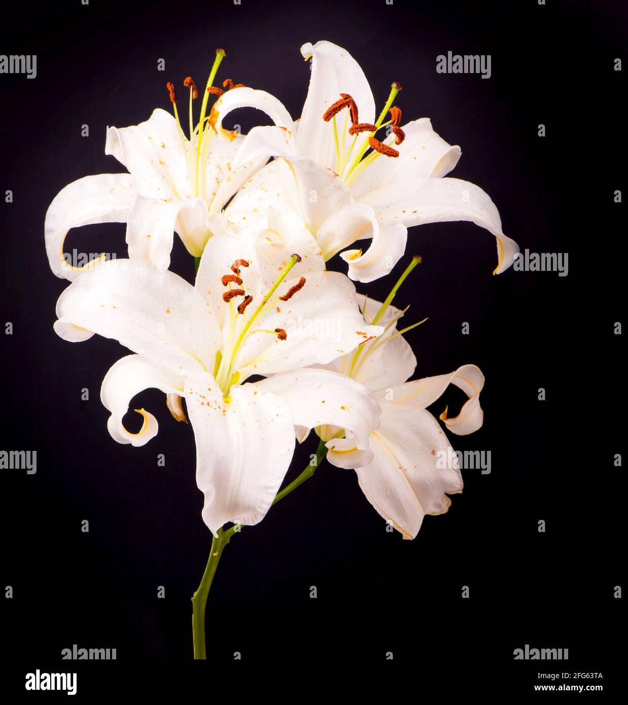 White lilies on a black background Stock Photo - Alamy