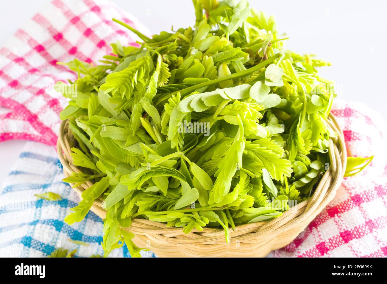 Young Tamarind leaves or Baby Tamarind leaves (Tamarindus indica) Stock Photo