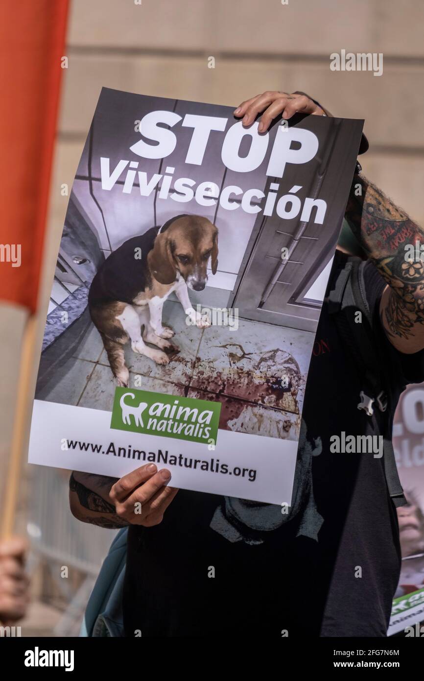 Barcelona, Spain. 24th Apr, 2021. An activist against animal cruelty holds  a placard during the  hundred people have gathered in Plaza  de Sant Jaume to condemn the cruelty of laboratory experiments