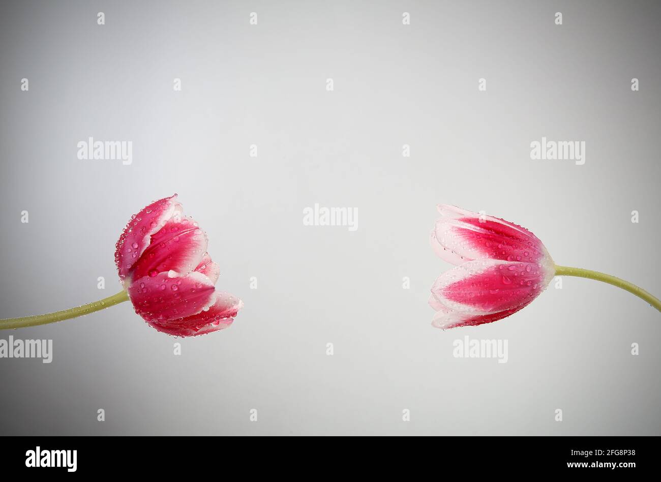 Beautiful red flower green leaves hi-res stock photography and images ...
